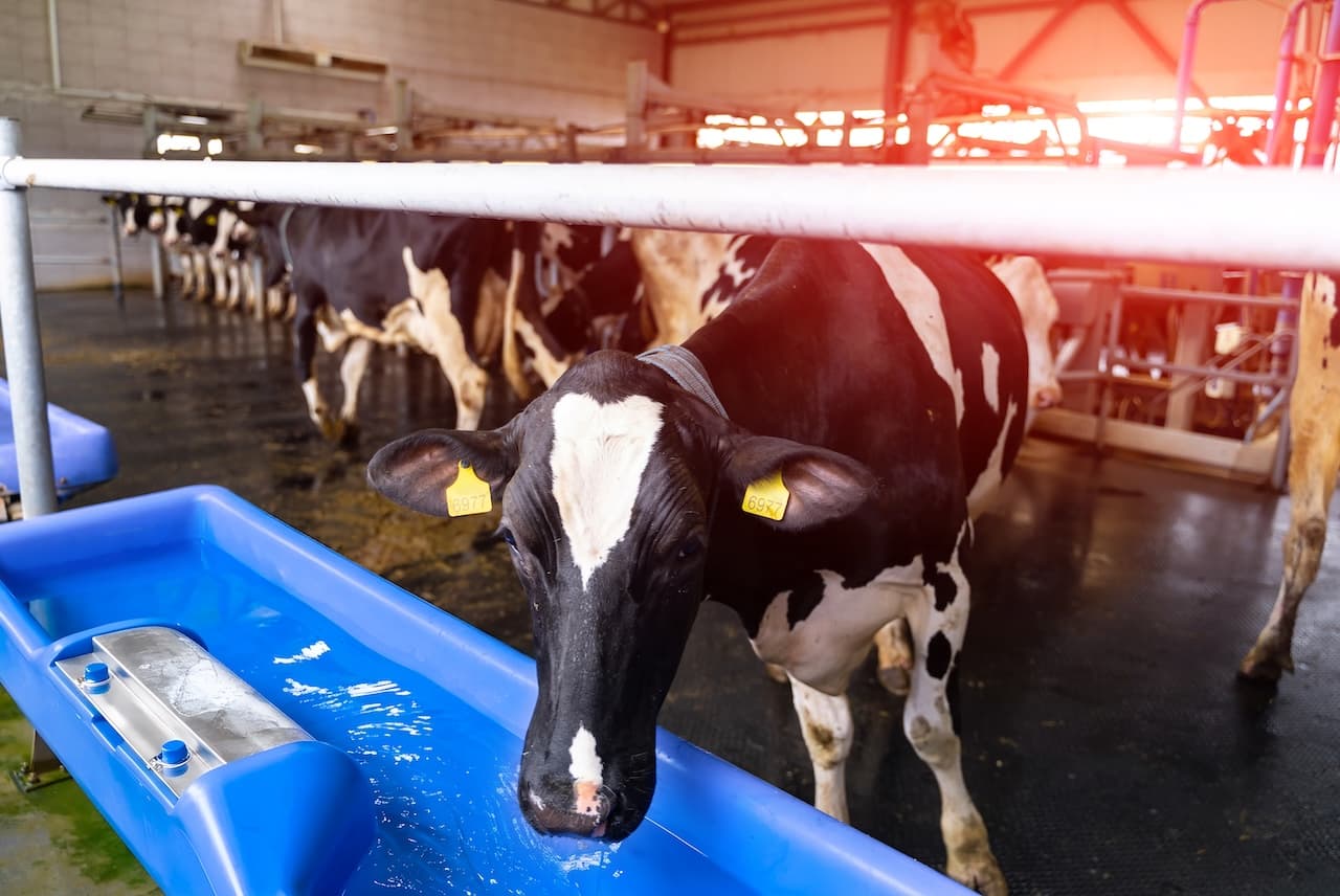 Water supply for farm animals